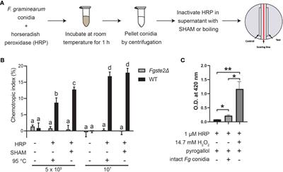 A peroxidase-derived ligand that induces Fusarium graminearum Ste2 receptor-dependent chemotropism